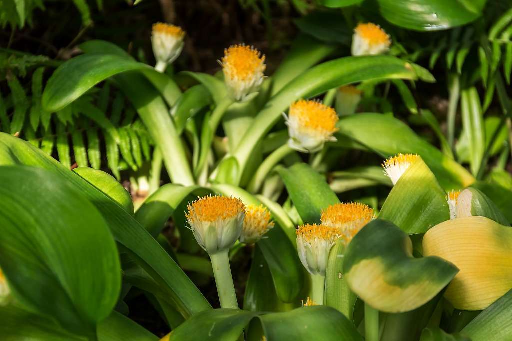 アマゾンリリー あだっちゃんの花鳥風月