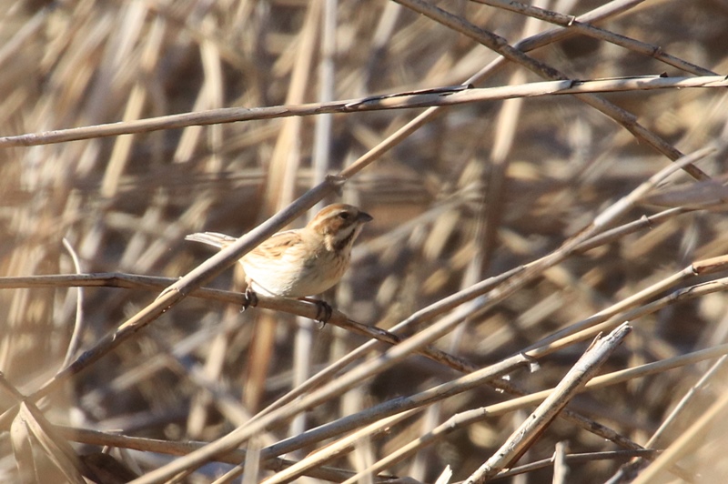 葦原にいたいろんな野鳥♪_a0167759_12441831.jpg