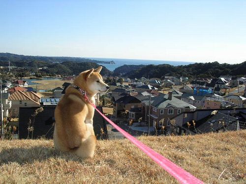 ’18,2,4(日)ブログ開始から12年が経ちました!_f0060461_12484779.jpg