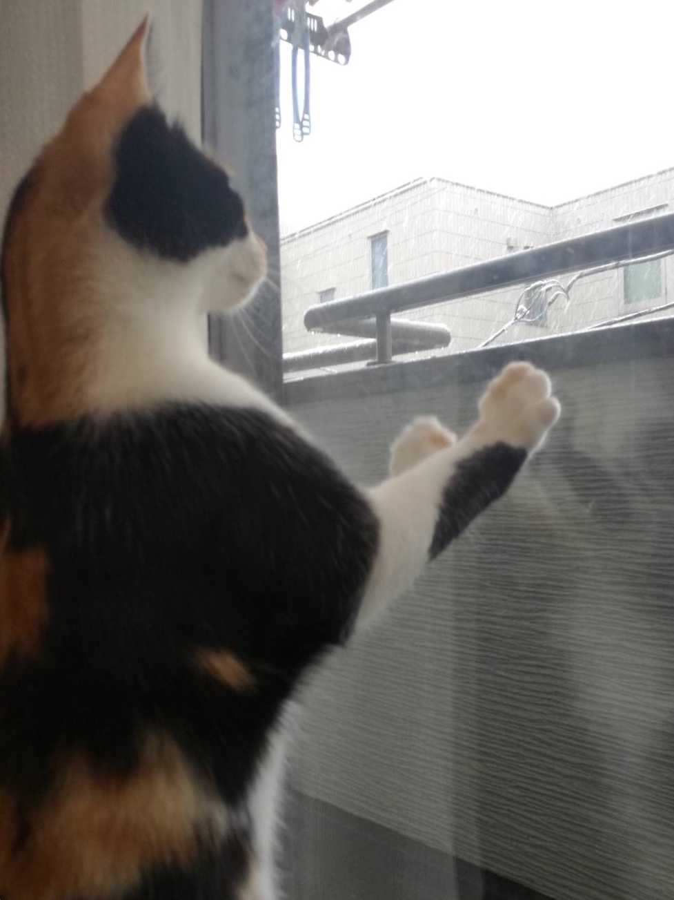 a0053063_22353167.jpeg