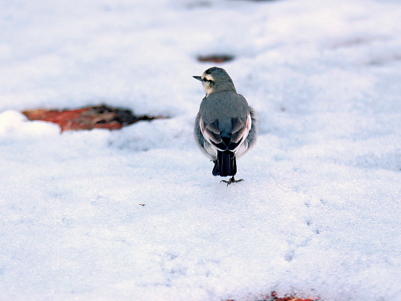 残雪　セキレイ　足跡と_c0305565_17360080.jpg