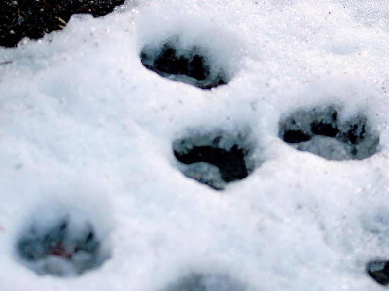 残雪　セキレイ　足跡と_c0305565_17363555.jpg