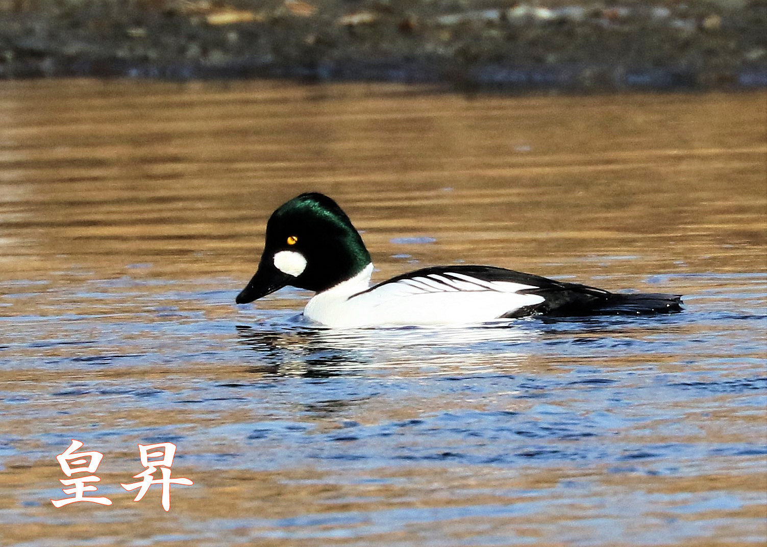 凄く餌のあるフィードです、静かで他の鳥はほとんどいないです　だから住みやすいので長期にいます、今日は飛翔しないよ　TKが撮りに来るみたい。_d0370867_14112162.jpg