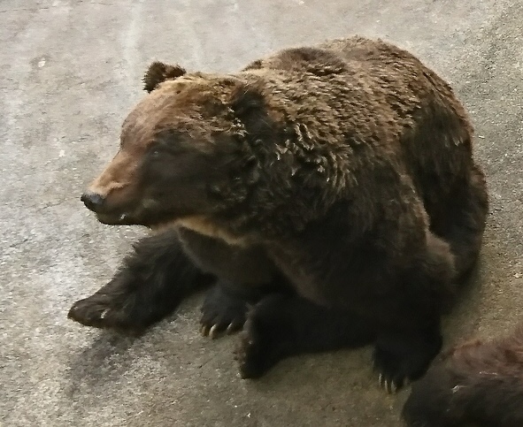 コラムリレー（第97回）木彫り熊と生きた熊 : 道南ブロック博物館施設