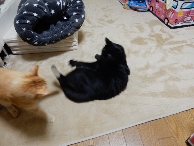 冬だけど秋の味覚対決~_e0355177_07460062.jpg