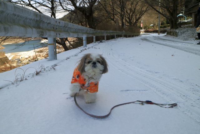 雪が降ったので_f0058277_17530822.jpg