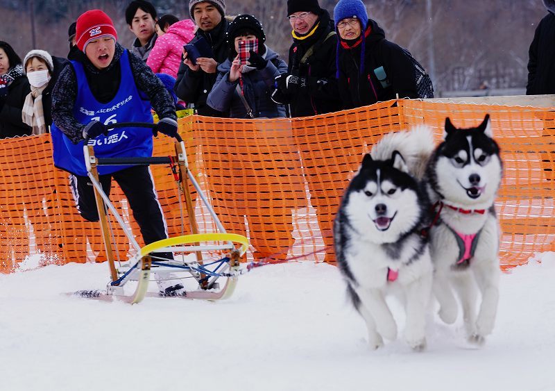 犬ぞり大会_c0359982_17255199.jpg