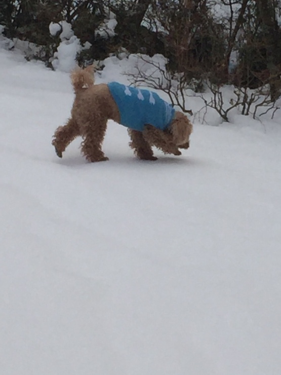 2018年2月４日  下山 新幹線_b0098584_19411892.jpeg