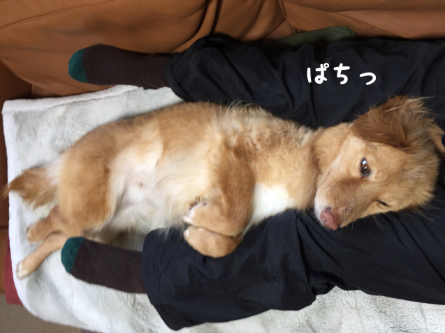 c0332184_18360615.jpeg