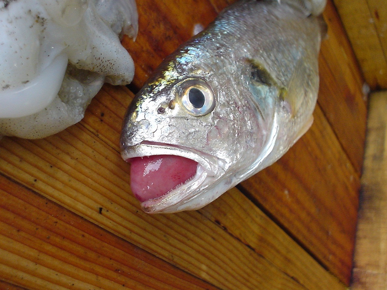 イシモチ 魚と海が好き 美味しく食べよう 明石の魚 嵜 ｓａｋｉ