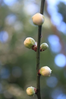 裏の 白梅 開花_e0354596_12050402.jpg