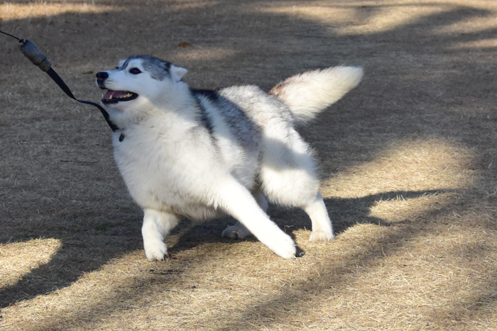 大淀川の白鳥日記と、いろいろ観察♪　(^o^)_c0049299_20481556.jpg