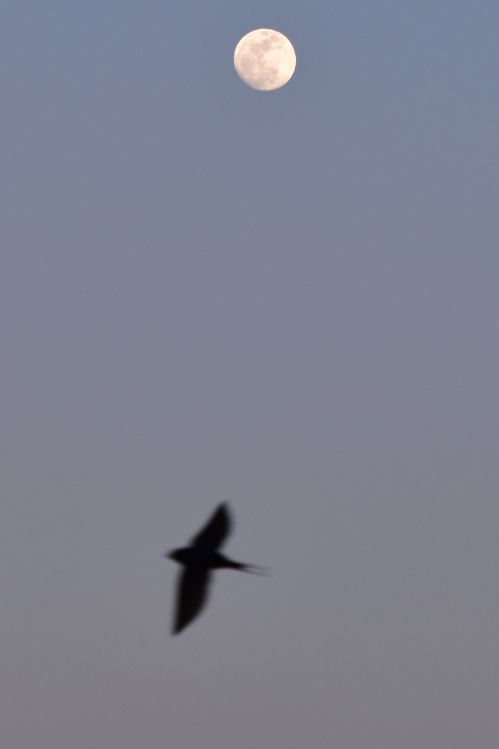 c0049299_20534867.jpg