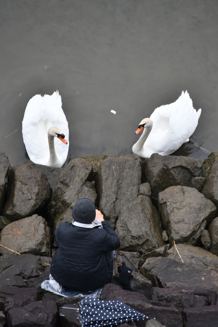 大淀川の白鳥日記と、いろいろ観察♪　(^o^)_c0049299_20590300.jpg