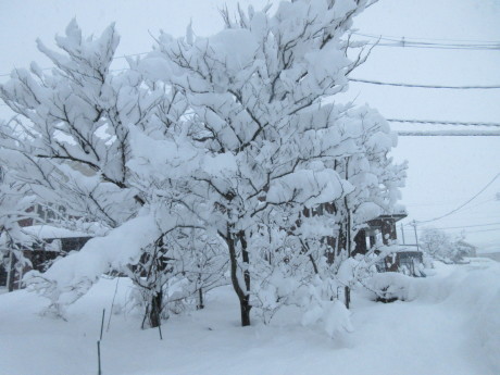 また雪・スノーダンプ新調_a0203003_17193366.jpg