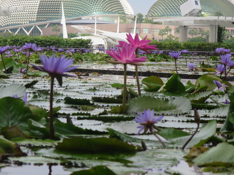 ルイヴィトンのショーウインドウと蓮の花（MBSのSC）_c0212604_1959436.jpg