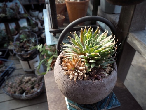 d0179410_16171728.jpeg