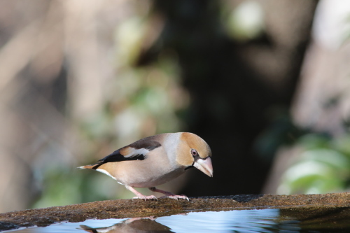 シメの♂　　　ＧＧＹ_d0346713_19273024.jpg