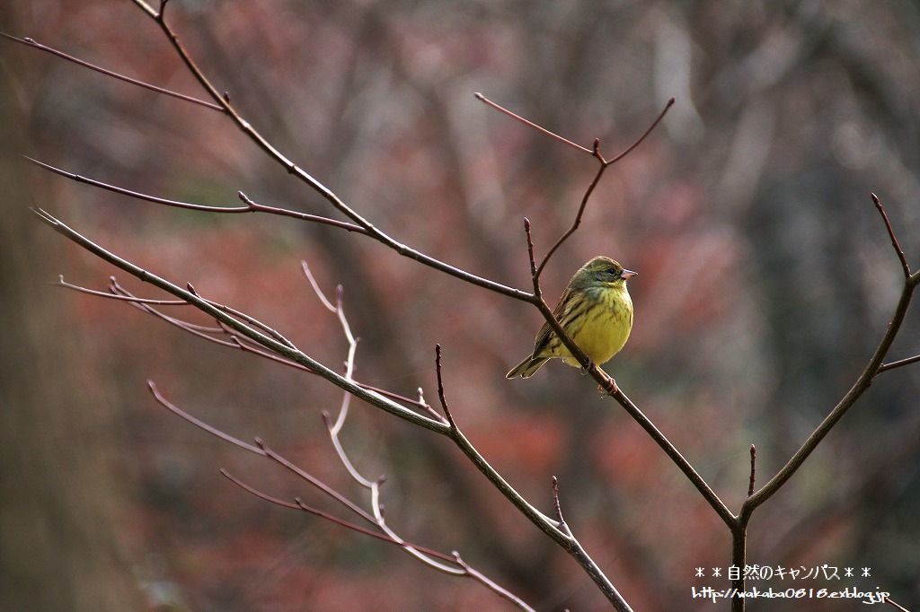新宿御苑の中で出会った鳥たち(^^♪_e0052135_11185237.jpg