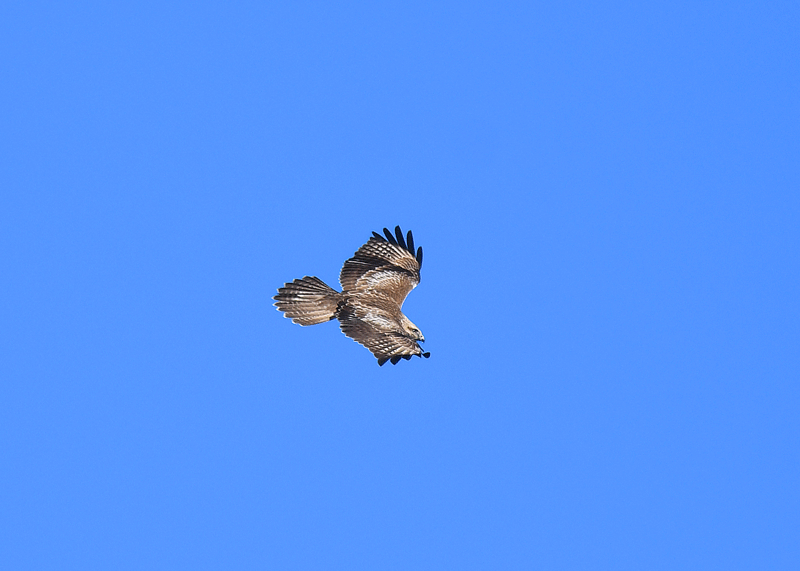 d0290240_15525546.gif