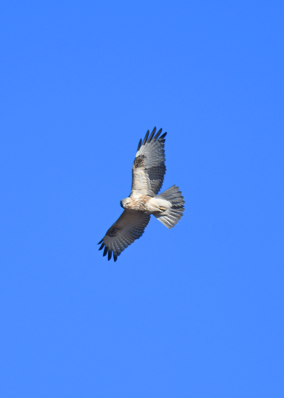 d0290240_15530201.gif