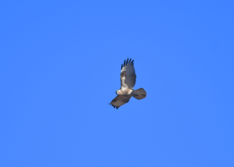 d0290240_15530852.gif
