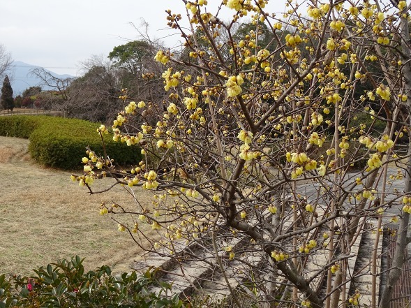 馬見丘陵公園の蝋梅_b0299042_13594144.jpg