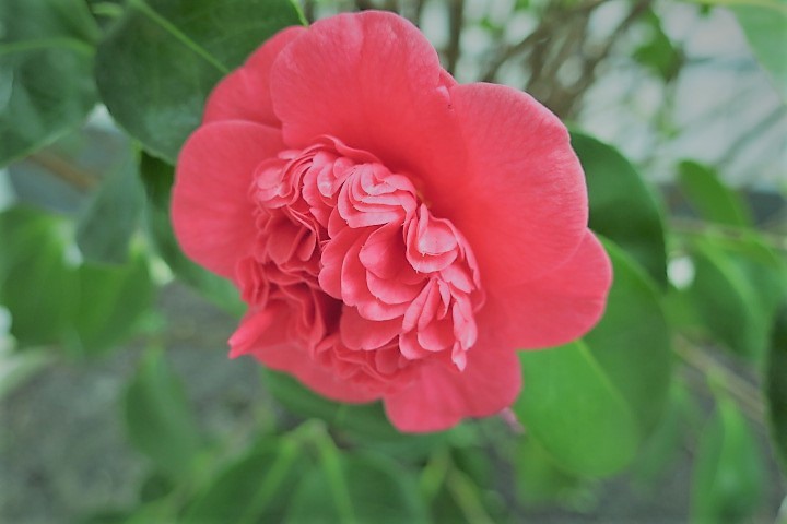 e0300042_21455060.jpg