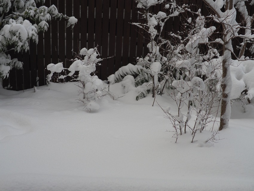 立春寒波2018 : azukki的.