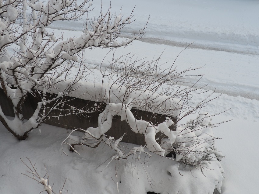 寒波春 ZGトレックGTX WMN(39 チタニウム): スカルパ | ロストアロー