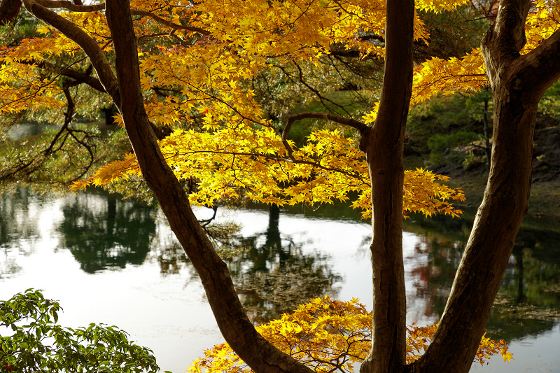 京都の紅葉2017 魅惑の修学院離宮（浴龍池編）_f0155048_23392821.jpg