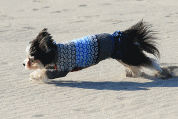 c0145250_09382892.gif