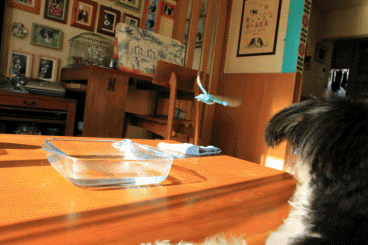 c0145250_10004146.gif