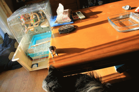 c0145250_10010590.gif
