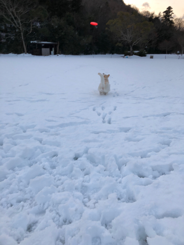 大雪レオン公園 3日目_e0310553_21125858.jpg