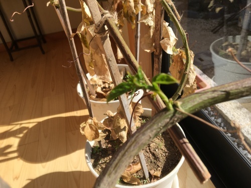 a0152454_10530901.jpeg