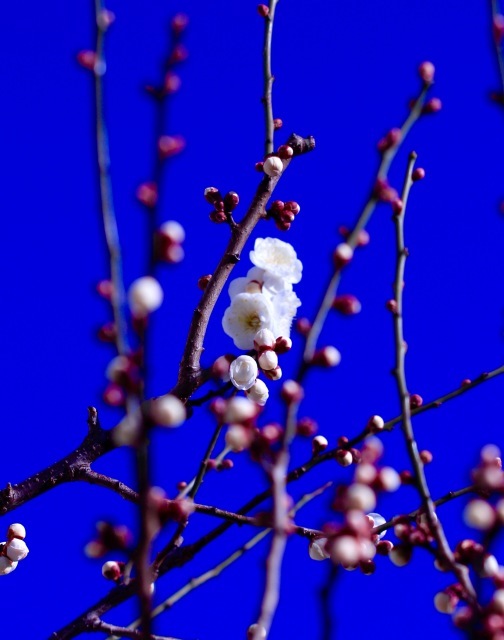 a0248459_15085065.jpg