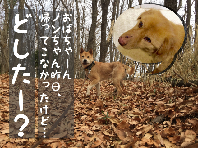 c0332184_19322388.jpeg