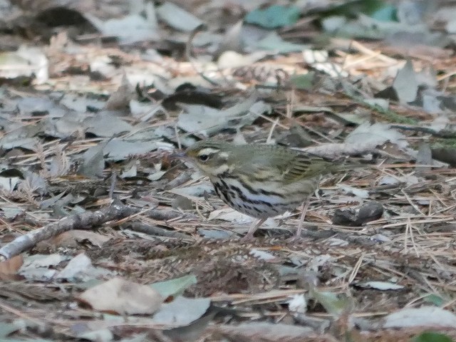 薄暗い林内で探鳥（トラツグミ、ビンズイ、ルリビタキ）_d0088184_22191811.jpg