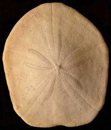 ウニ化石 補足と一人談義 : my earth my world