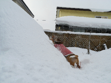 f0205887_11034476.gif