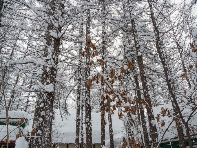 今年の2月は雪が多い?3日連続の大雪です。_f0276498_14011186.jpg