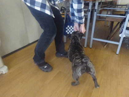 a0338800_19385244.gif