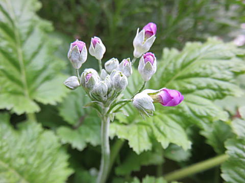 d0046702_07251447.jpg