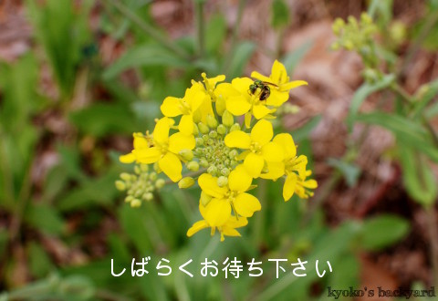 b0253205_03253845.jpg