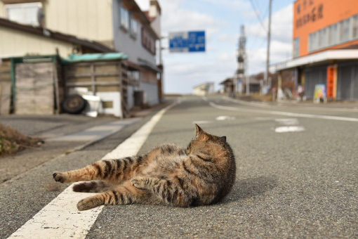 灯台猫たち2018.01.29/02.02_b0259218_21020784.jpg