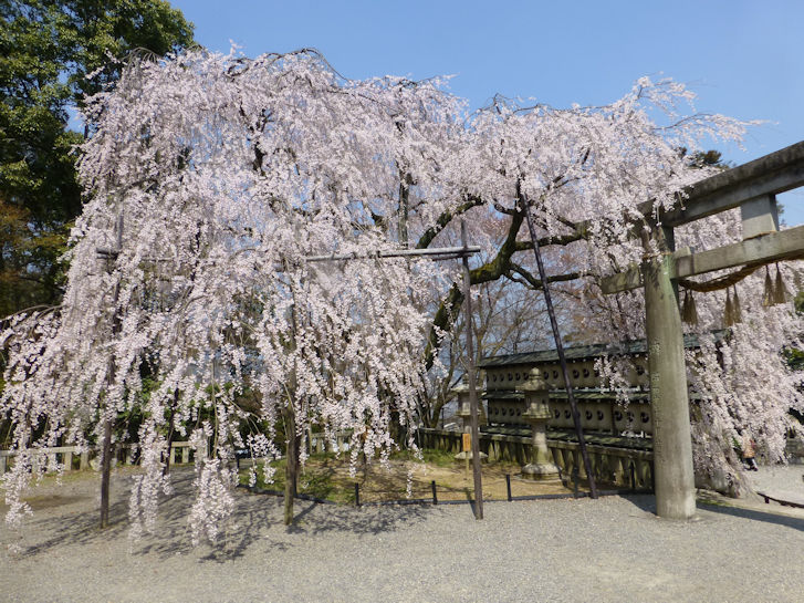 京都観桜編(3)：大石神社・勧修寺(15.3)_c0051620_6344180.jpg