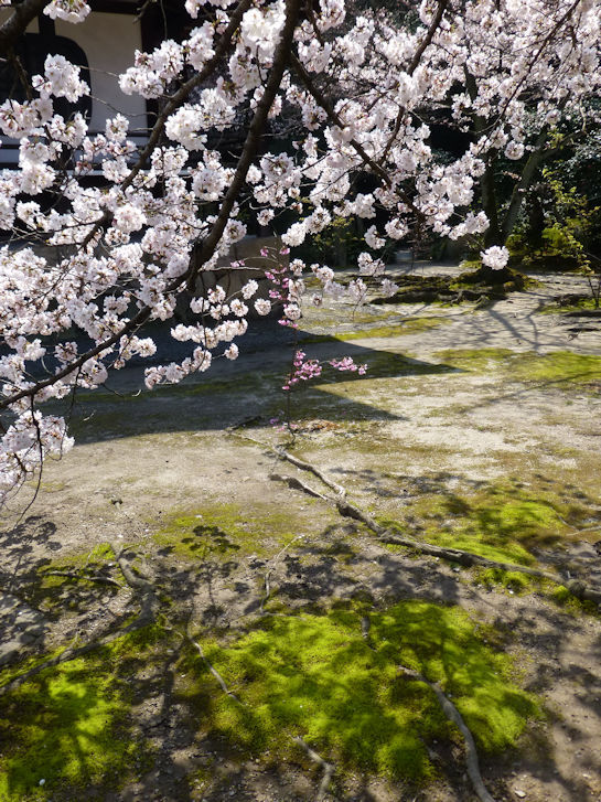 京都観桜編(3)：大石神社・勧修寺(15.3)_c0051620_6353062.jpg