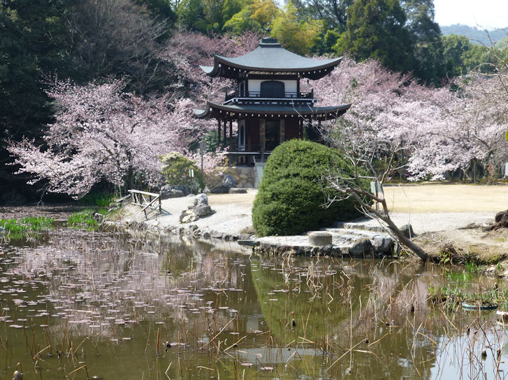 京都観桜編(3)：大石神社・勧修寺(15.3)_c0051620_635942.jpg