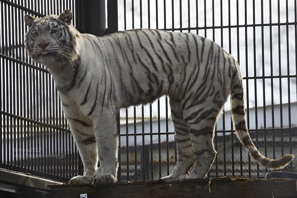 2018.2.3 宇都宮動物園☆ホワイトタイガーのシラナミ姫 <その2>【White tiger】_f0250322_21455350.jpg